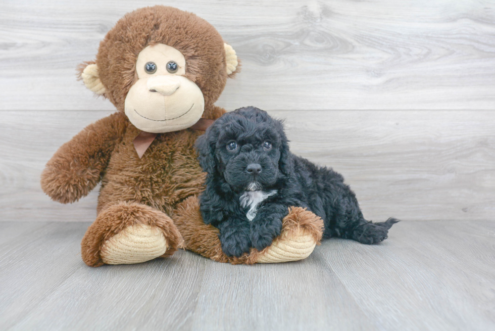 Best Mini Goldendoodle Baby