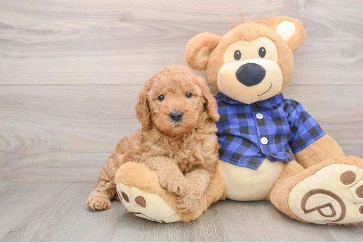 Friendly Mini Goldendoodle Baby