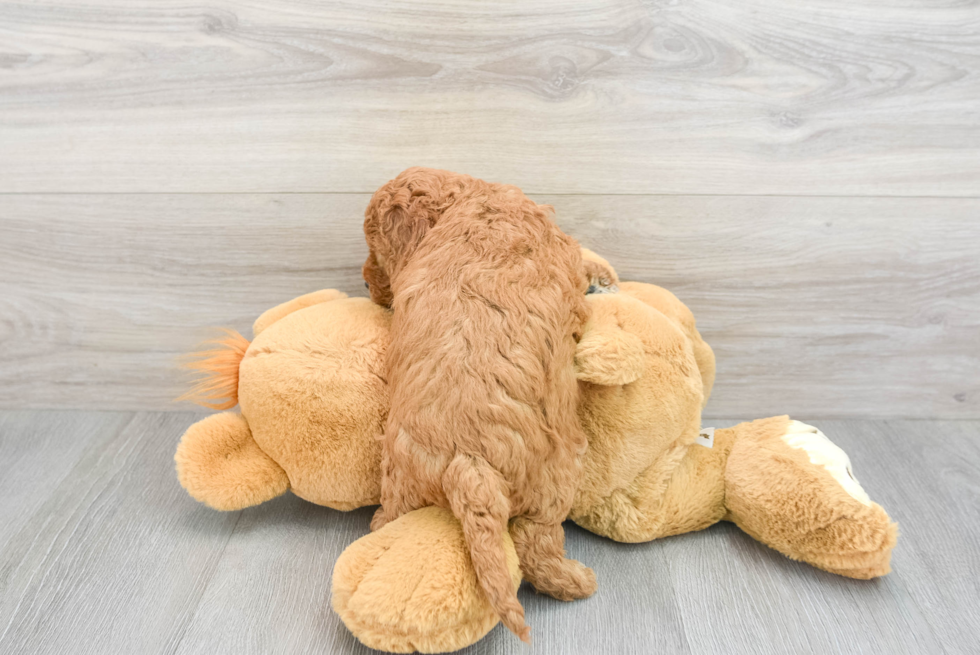 Hypoallergenic Golden Retriever Poodle Mix Puppy