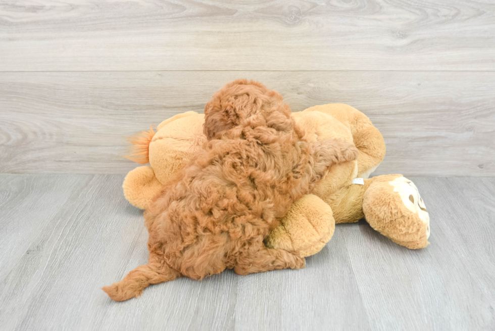 Mini Goldendoodle Pup Being Cute