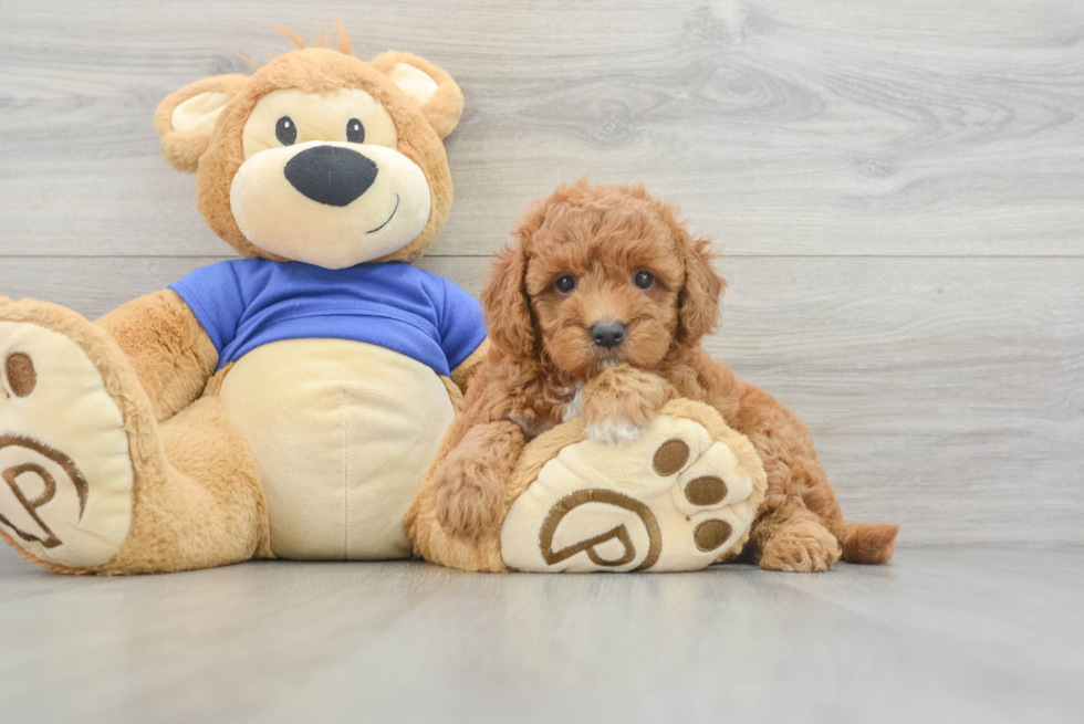 Best Mini Goldendoodle Baby