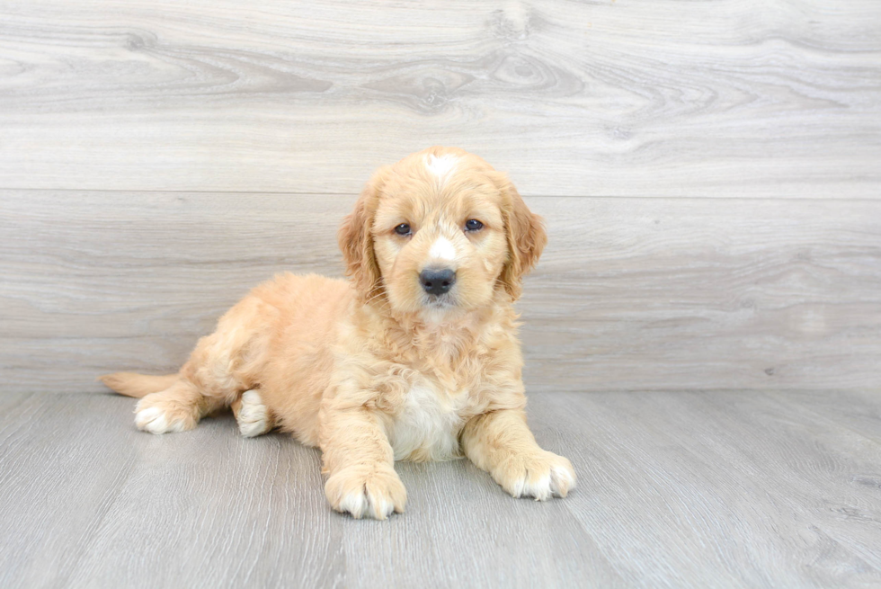 Smart Mini Goldendoodle Poodle Mix Pup