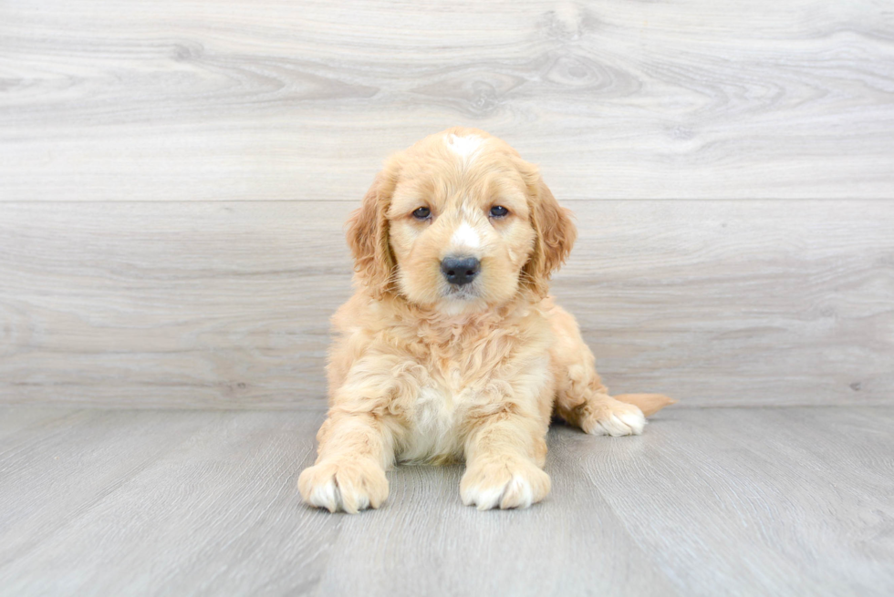 Friendly Mini Goldendoodle Baby