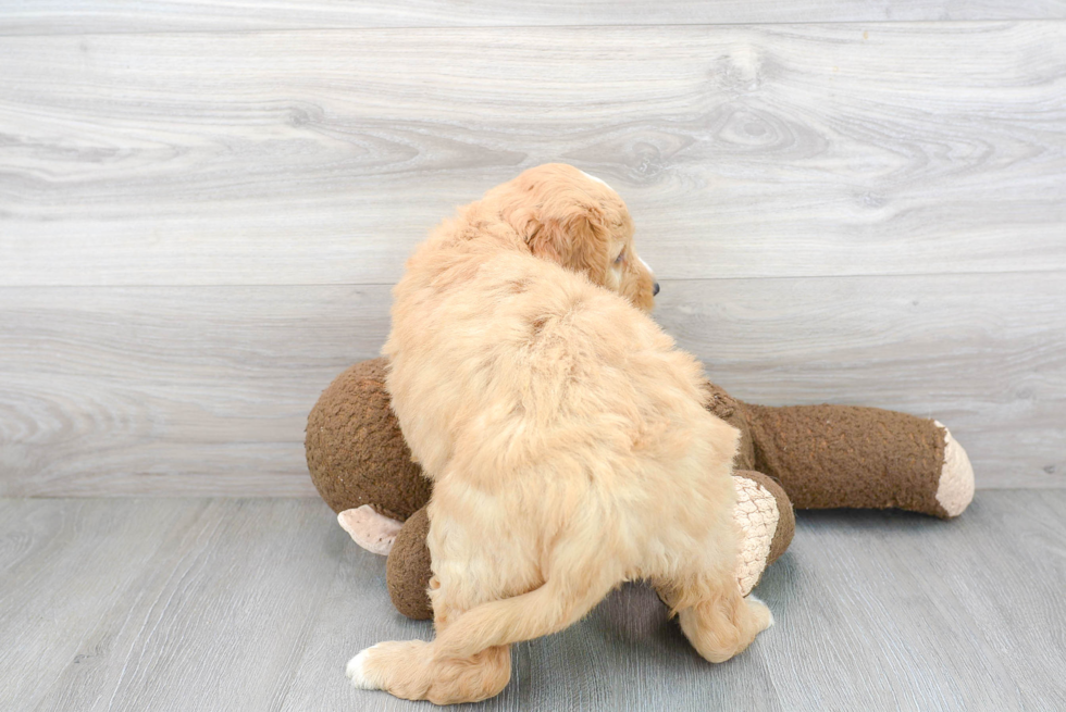 Smart Mini Goldendoodle Poodle Mix Pup