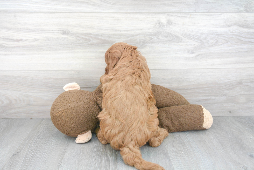 Best Mini Goldendoodle Baby