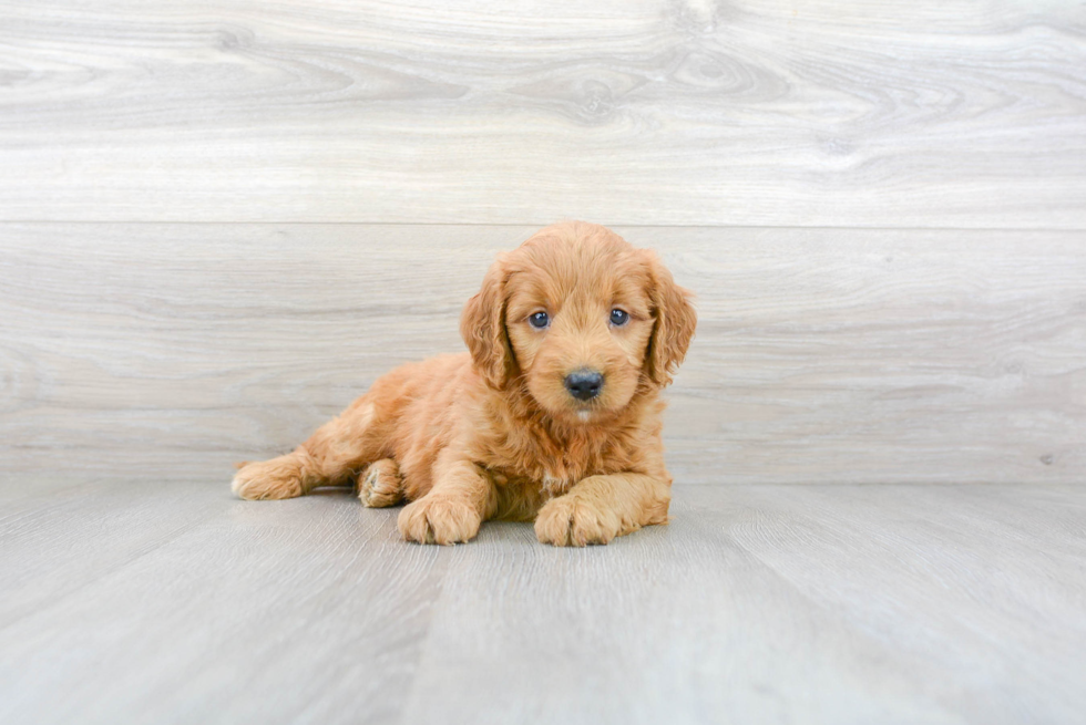 Best Mini Goldendoodle Baby