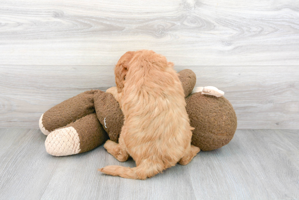 Energetic Golden Retriever Poodle Mix Puppy