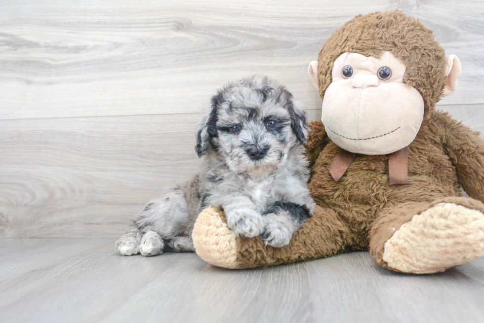 Sweet Mini Goldendoodle Baby