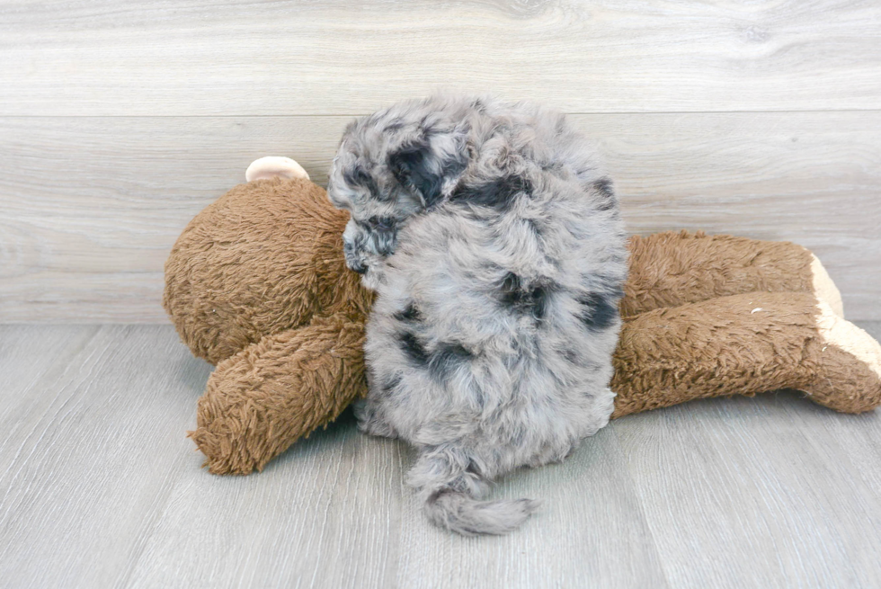 Smart Mini Goldendoodle Poodle Mix Pup