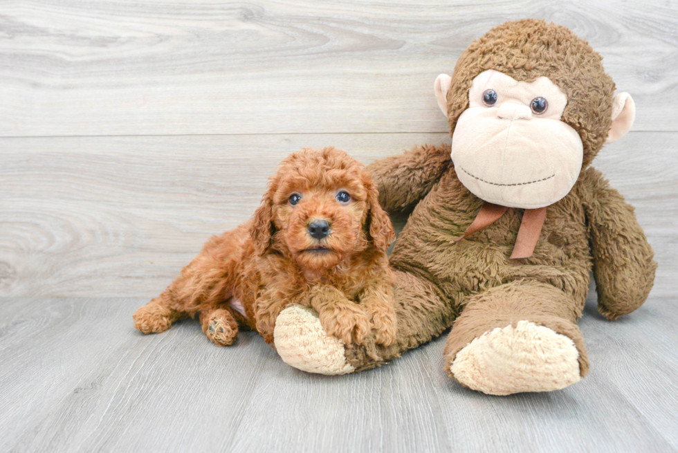 Best Mini Goldendoodle Baby