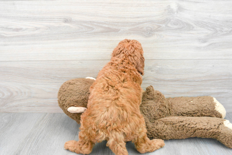 Best Mini Goldendoodle Baby