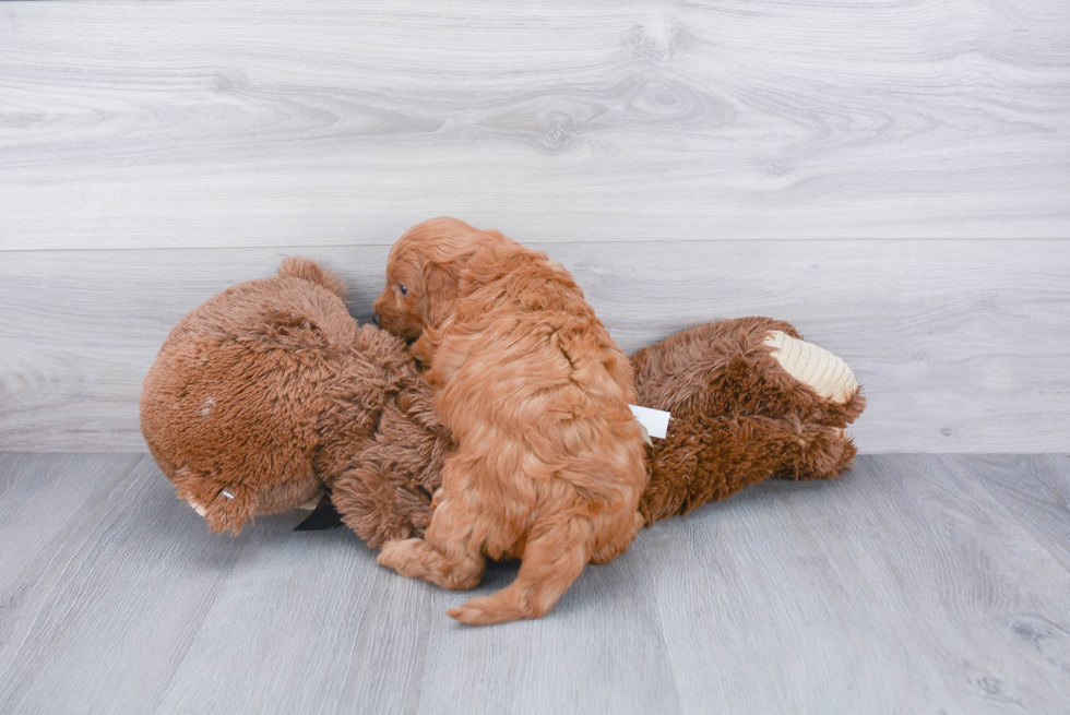 Mini Goldendoodle Puppy for Adoption