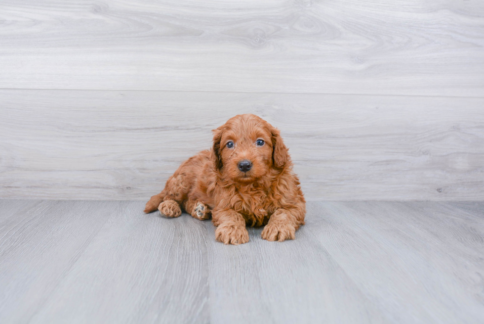 Popular Mini Goldendoodle Poodle Mix Pup