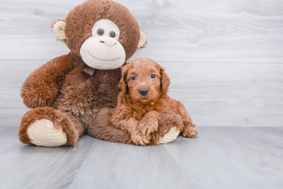 Fluffy Mini Goldendoodle Poodle Mix Pup