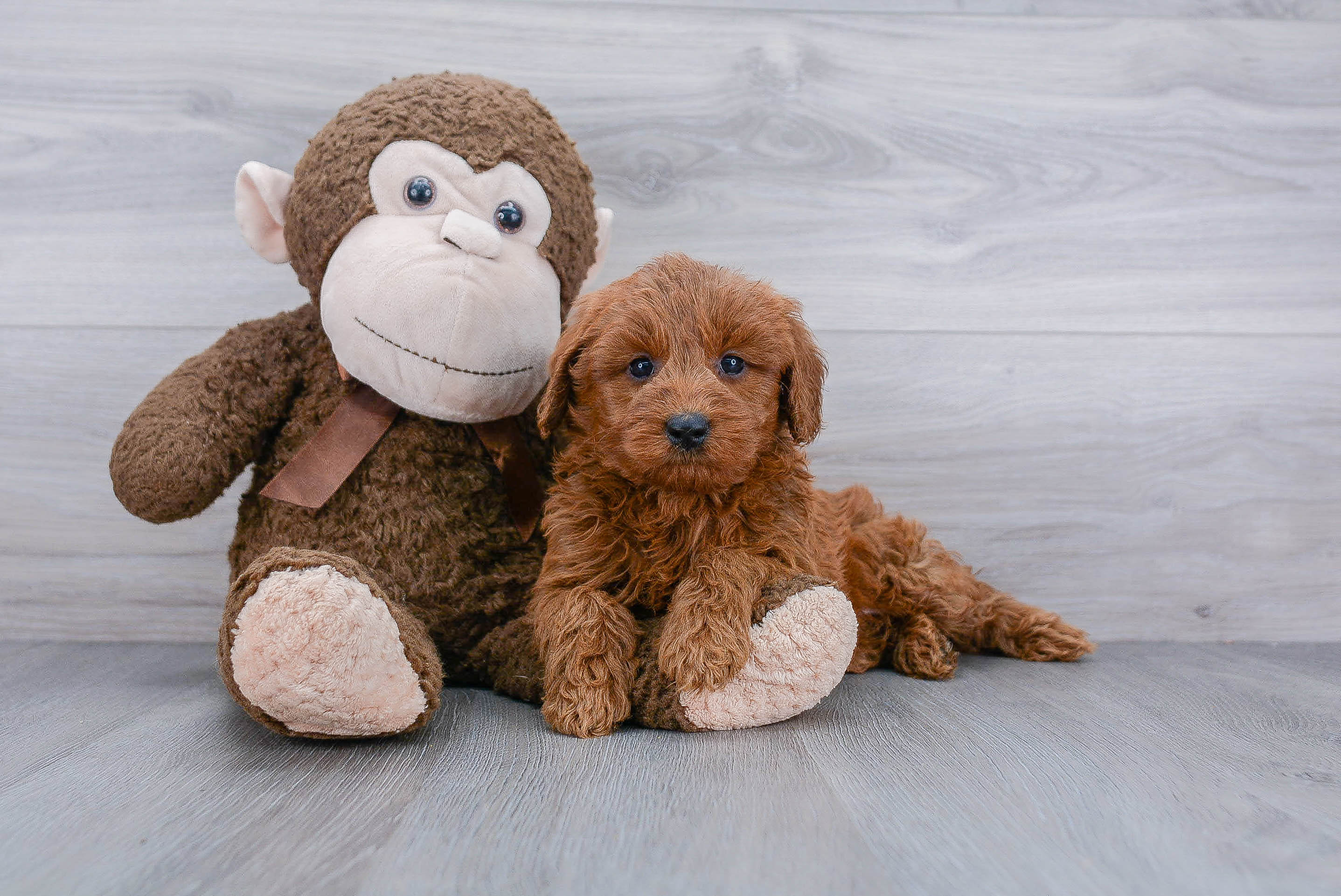 Mini Goldendoodle Puppy for Adoption