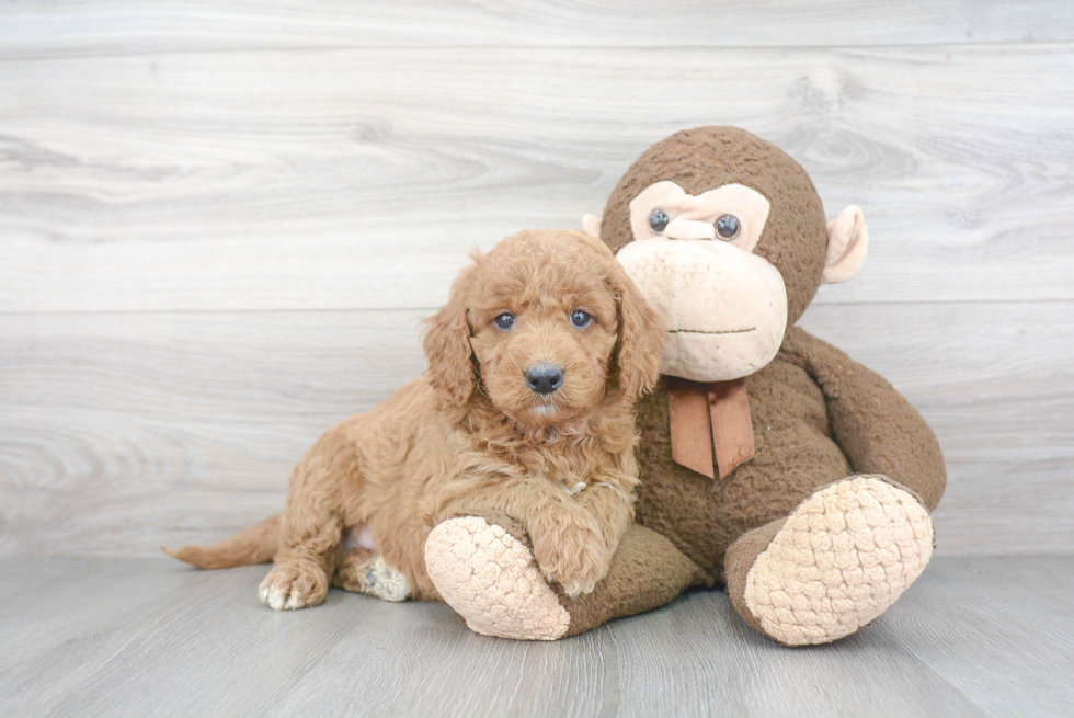 Best Mini Goldendoodle Baby