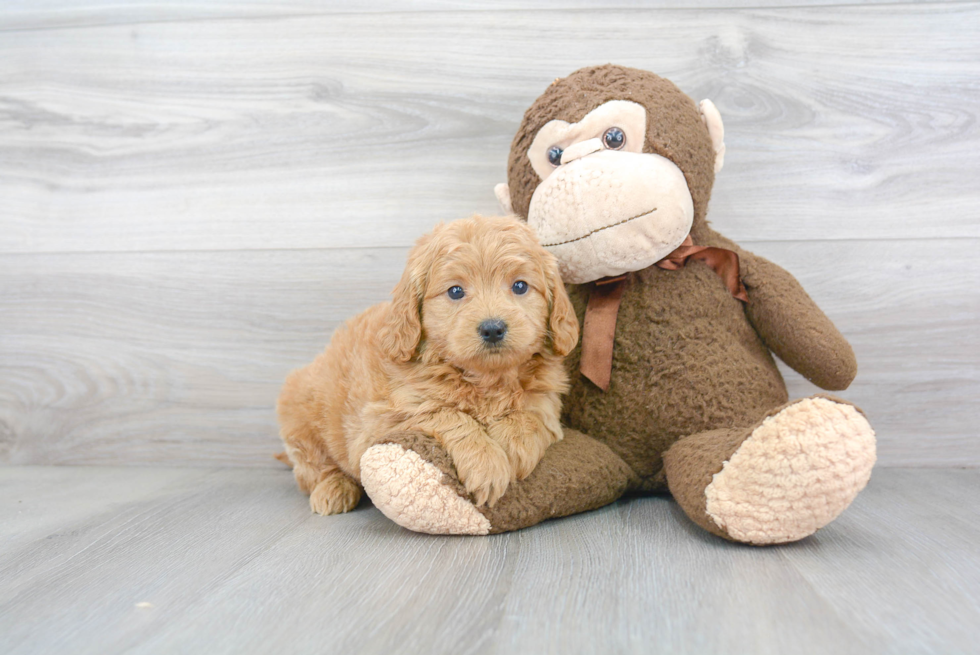 Little Golden Retriever Poodle Mix Puppy