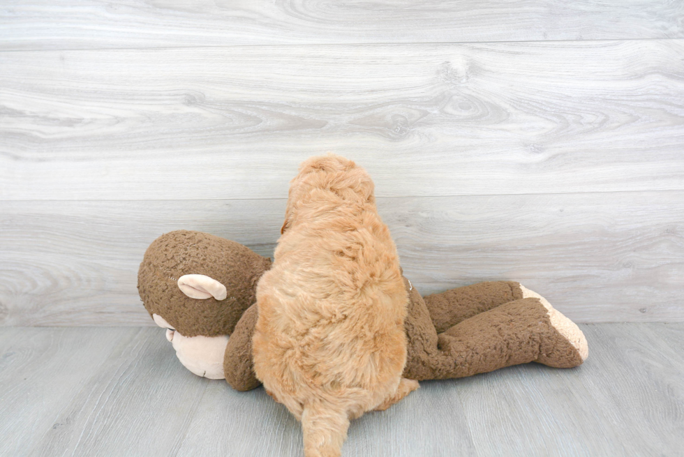 Mini Goldendoodle Pup Being Cute