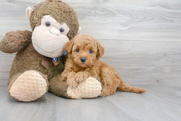 Mini Goldendoodle Pup Being Cute