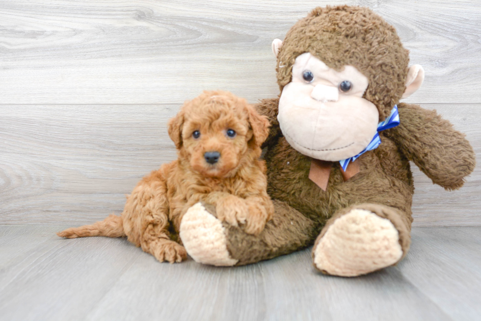 Small Mini Goldendoodle Baby