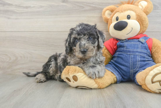 Playful Mini Groodle Poodle Mix Puppy