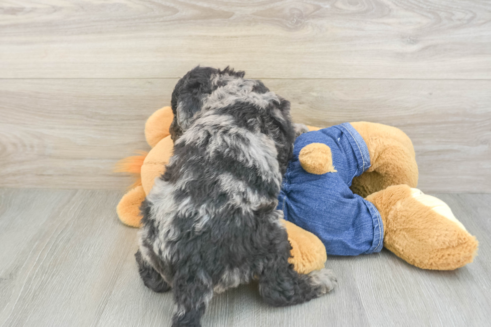 Mini Goldendoodle Pup Being Cute