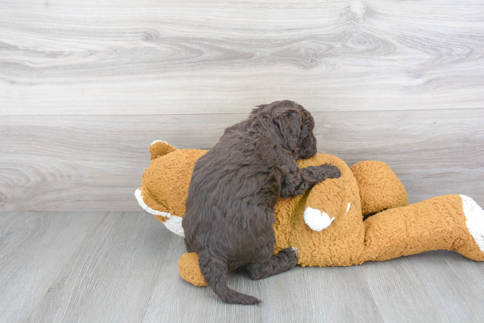 Mini Goldendoodle Puppy for Adoption