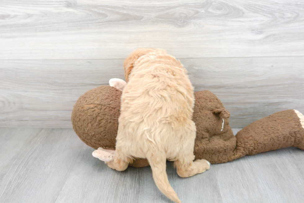 Mini Goldendoodle Puppy for Adoption