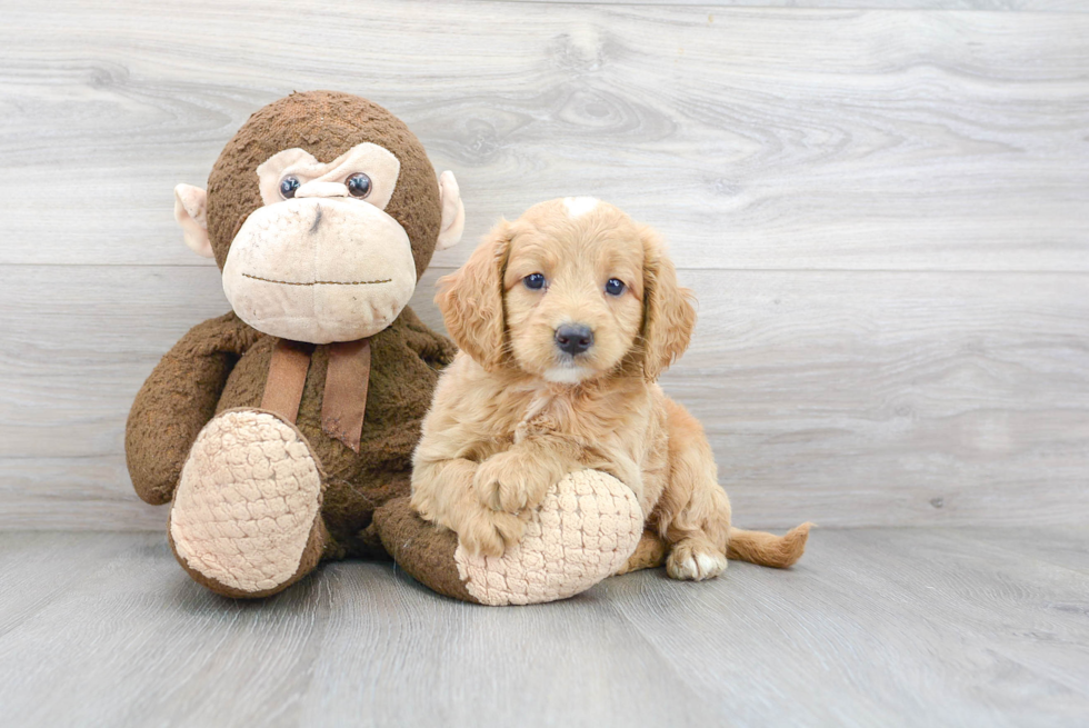 Petite Mini Goldendoodle Poodle Mix Pup
