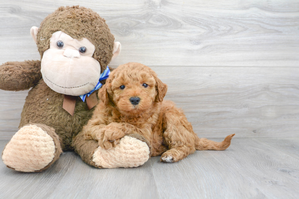 Smart Mini Goldendoodle Poodle Mix Pup