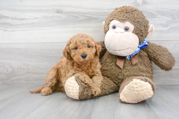 Fluffy Mini Goldendoodle Poodle Mix Pup