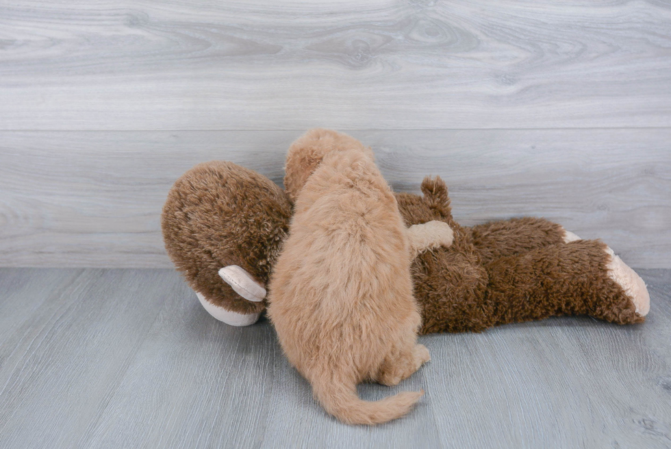 Best Mini Goldendoodle Baby