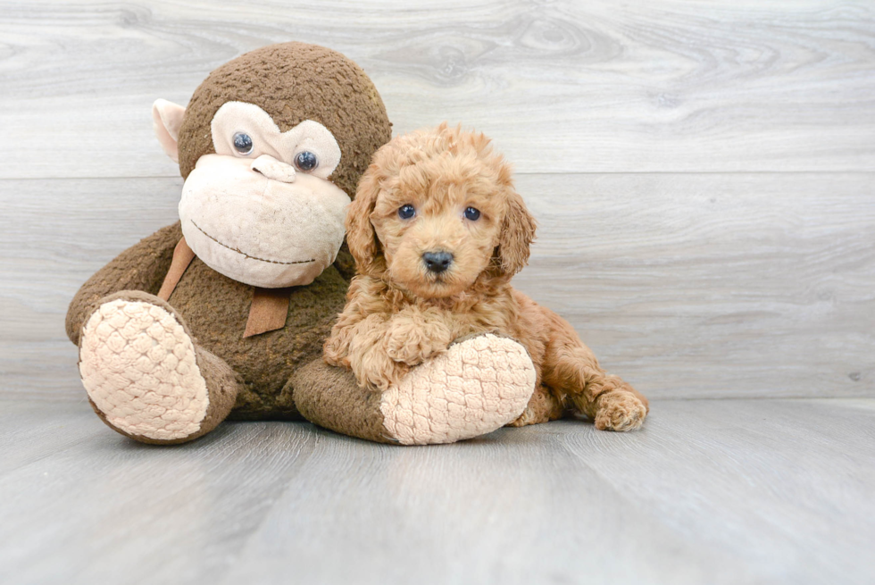 Small Mini Goldendoodle Baby