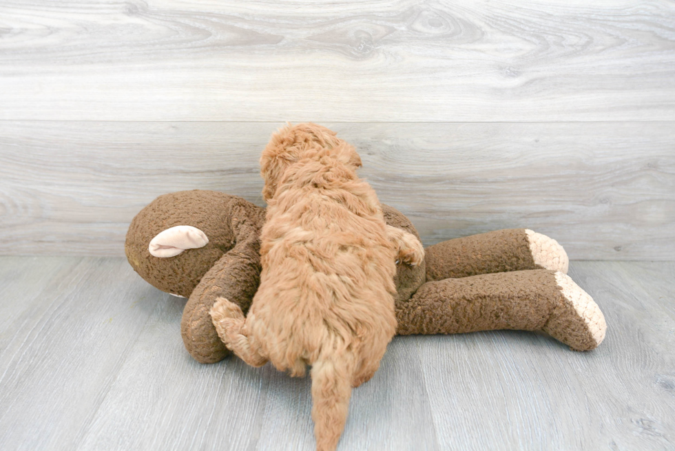 Fluffy Mini Goldendoodle Poodle Mix Pup