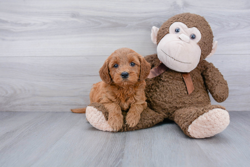 Mini Goldendoodle Pup Being Cute