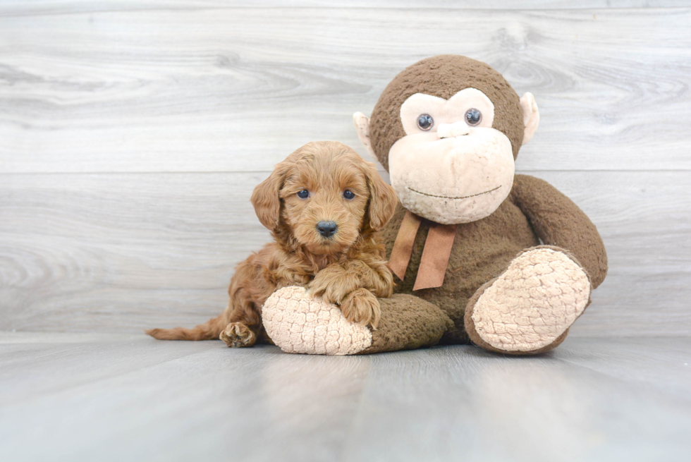 Playful Golden Retriever Poodle Mix Puppy