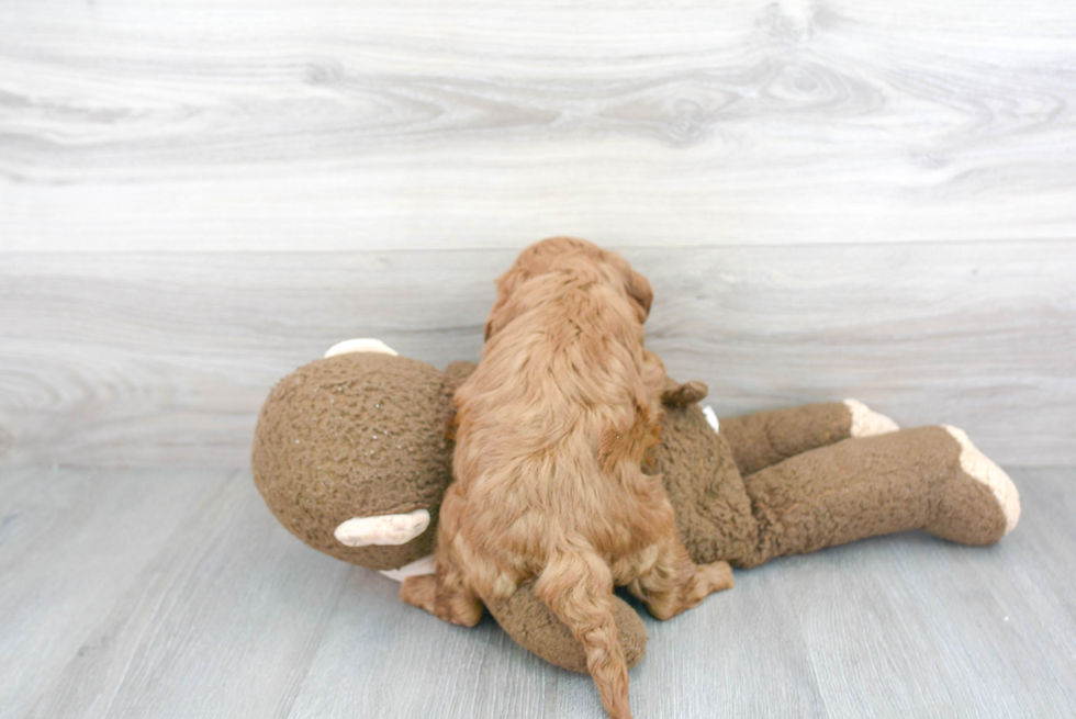 Mini Goldendoodle Pup Being Cute
