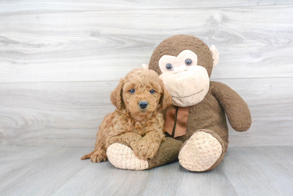 Adorable Golden Retriever Poodle Mix Puppy