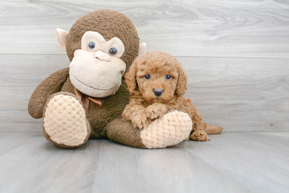 Sweet Mini Goldendoodle Baby