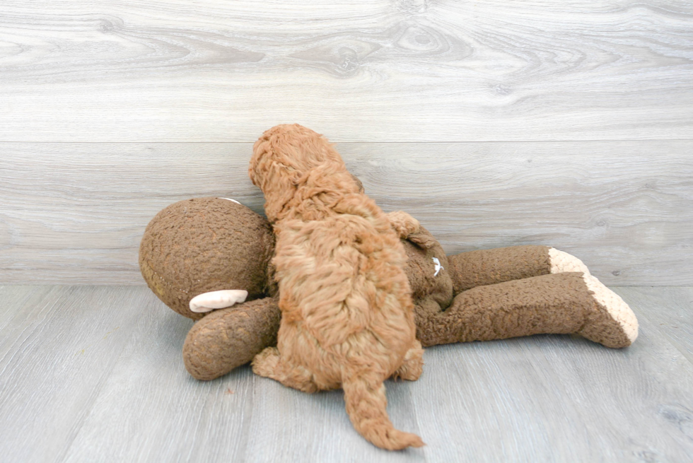 Little Golden Retriever Poodle Mix Puppy