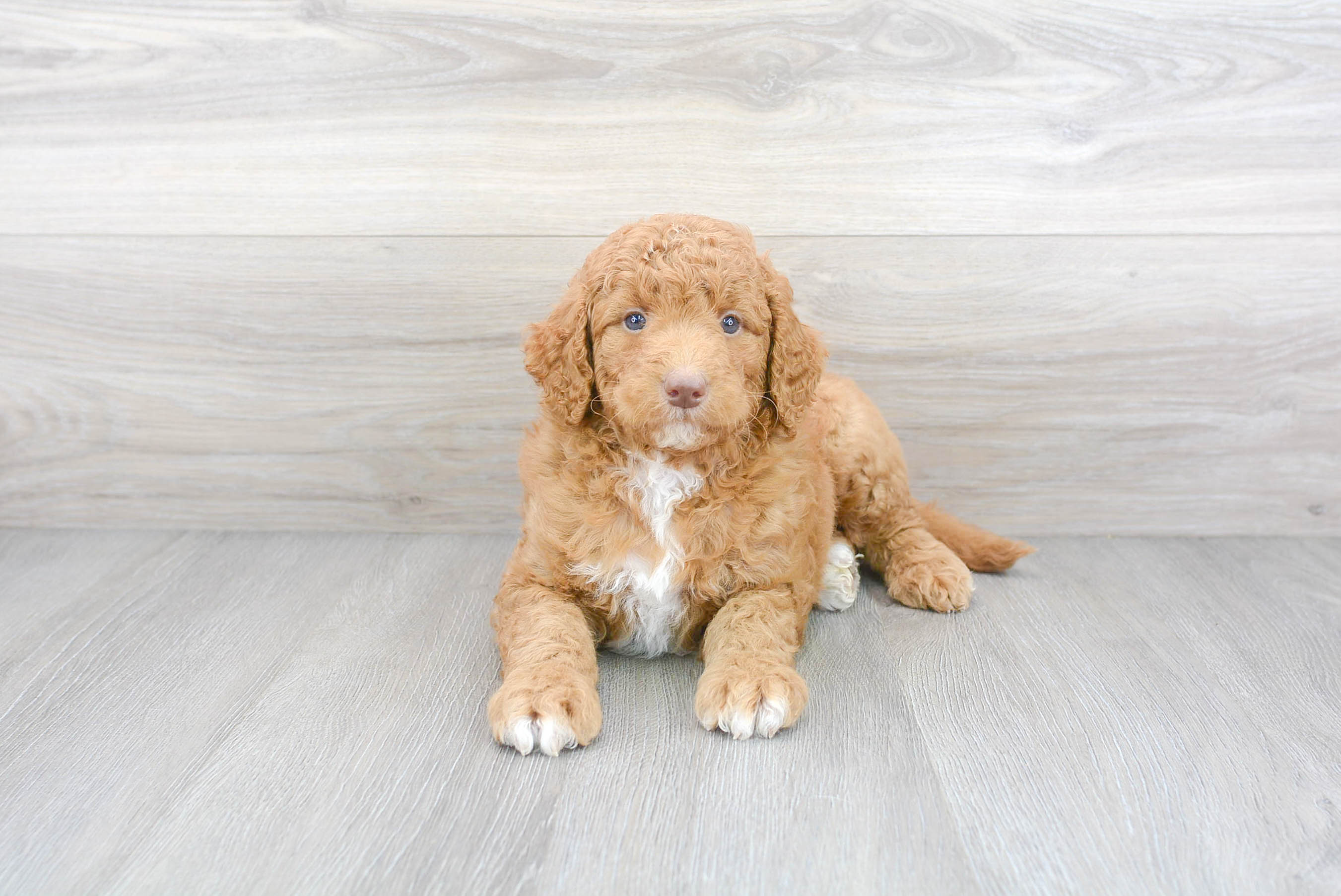 Hypoallergenic Golden Retriever Poodle Mix Puppy