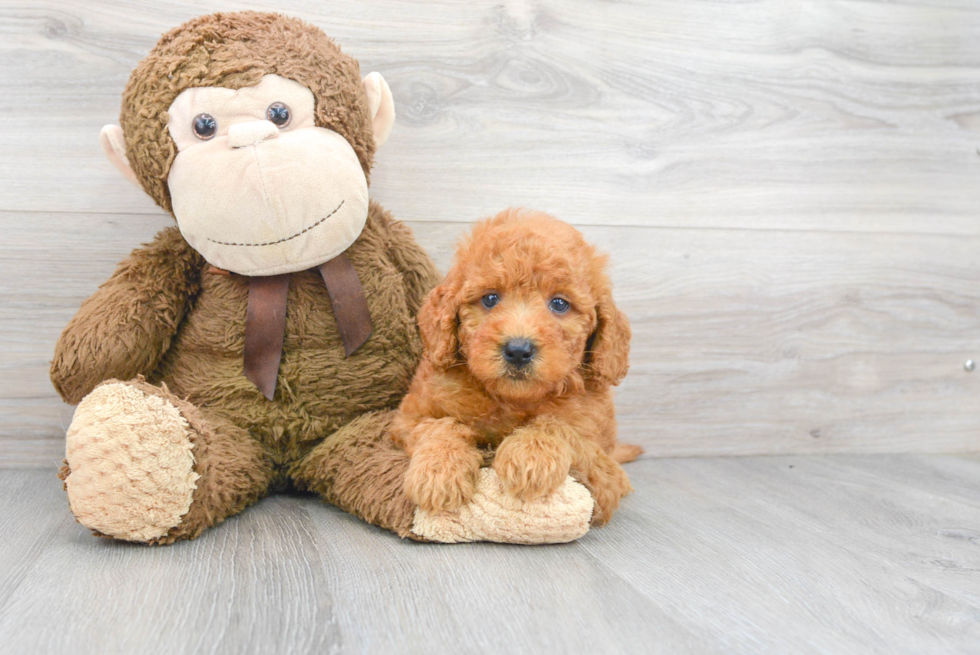 Mini Goldendoodle Puppy for Adoption