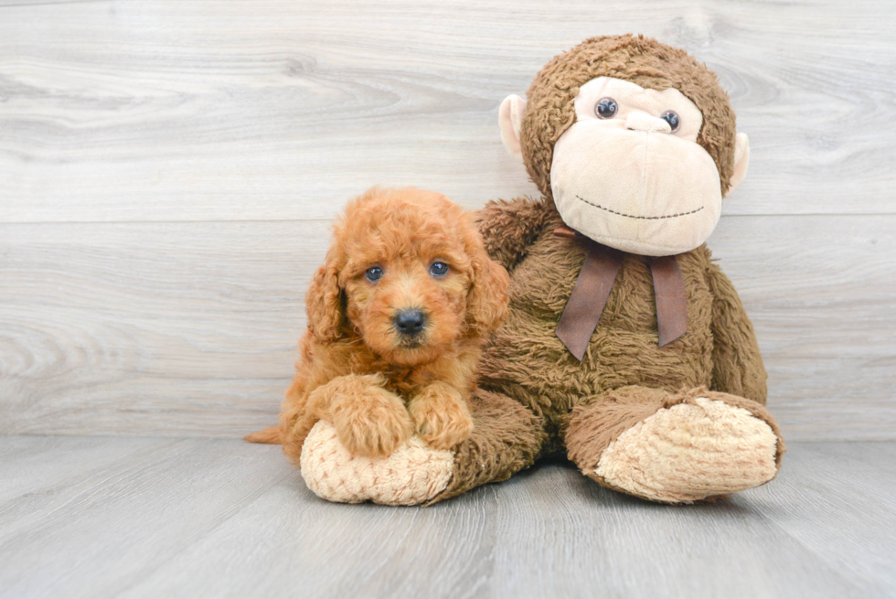 Friendly Mini Goldendoodle Baby