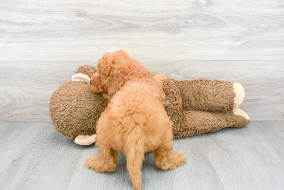 Mini Goldendoodle Puppy for Adoption