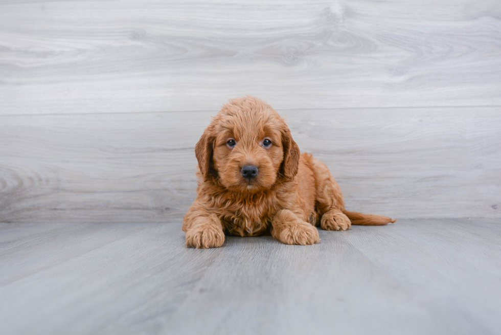 Mini Goldendoodle Puppy for Adoption