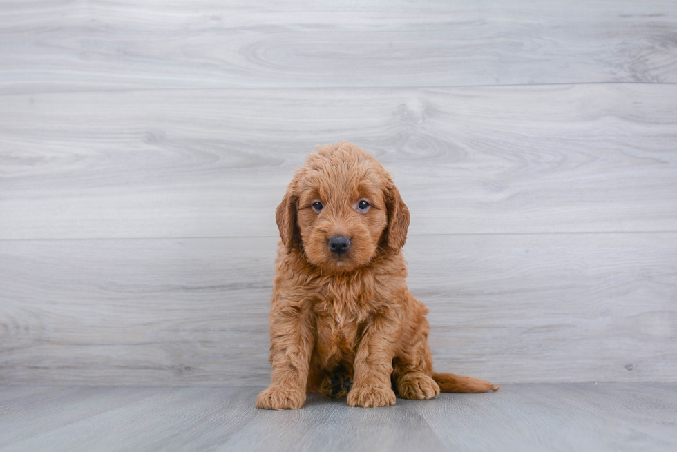 Mini Goldendoodle Puppy for Adoption