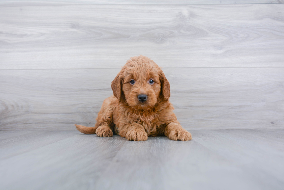 Little Golden Retriever Poodle Mix Puppy