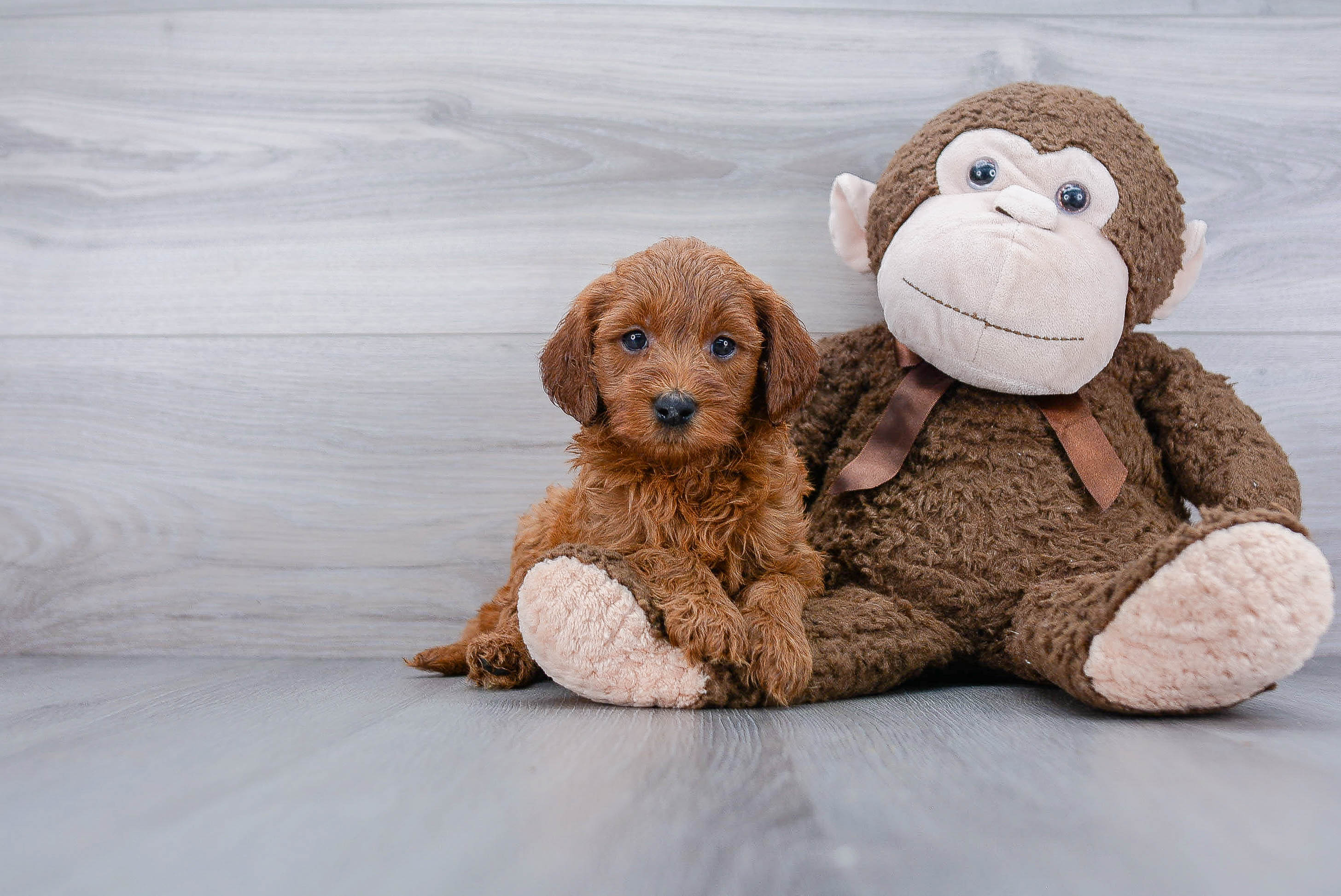 Petite Mini Goldendoodle Poodle Mix Pup