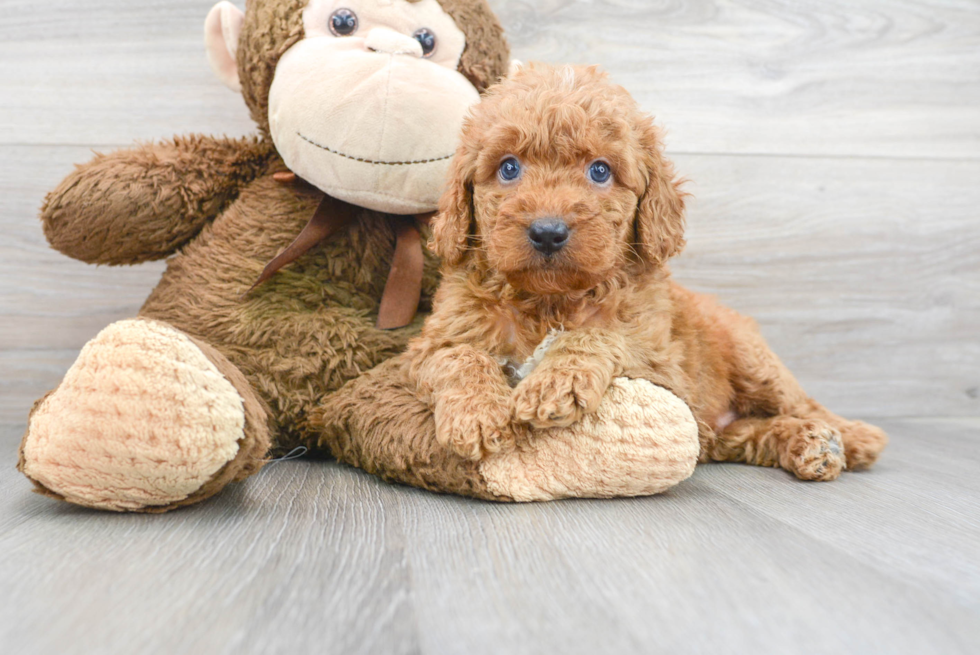 Mini Goldendoodle Pup Being Cute