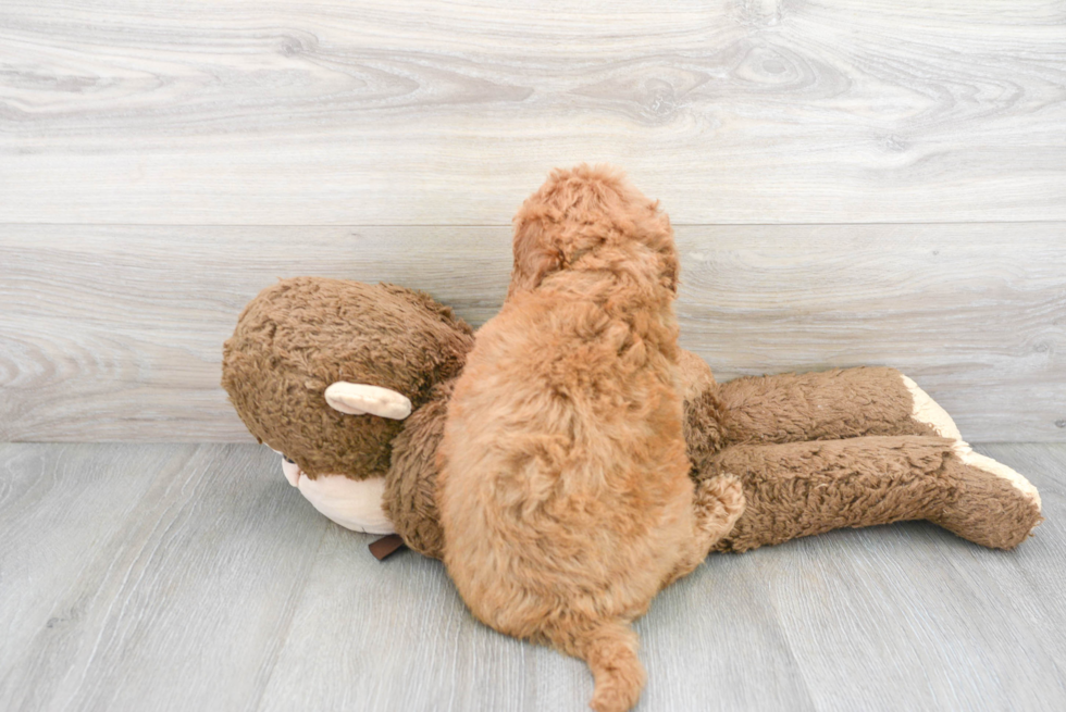 Mini Goldendoodle Puppy for Adoption